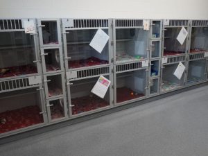 Humane Society of Sheboygan County Animal Shelter